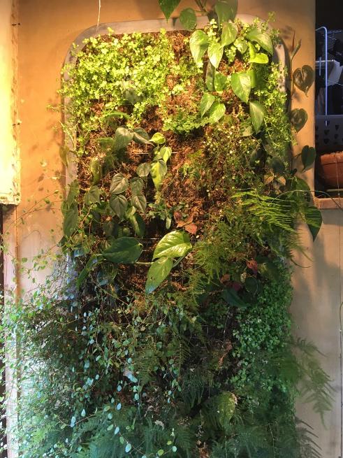 La sphaigne : un substrat idéal pour les murs végétaux