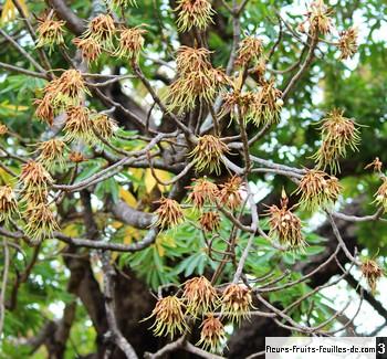 arbre mahua