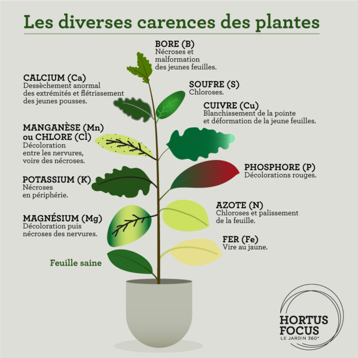 Farine D'Os CULTIVERS 1 Kg – Engrais 100% Naturel Riche En Phosphore Et Calcium Pour Une Floraison Explosive Et Des Fruits Plus Gros