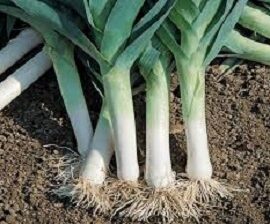ENGRAIS COMPLET Spécial Poireaux – Nutrition complète pour des récoltes généreuses