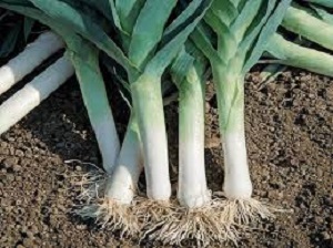 ENGRAIS COMPLET Spécial Poireaux – Nutrition complète pour des récoltes généreuses – Image 2