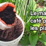 Quelles plantes n’aiment pas le marc de café