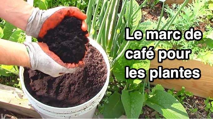 Quelles plantes n’aiment pas le marc de café