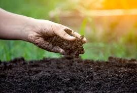BASALTE PARAMAGNETIQUE : amendement minéral pour les sols