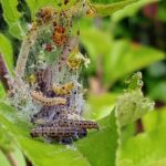 Protection arbres fruitiers