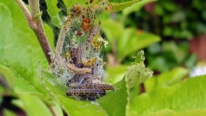 Lire la suite à propos de l’article Protection arbres fruitiers