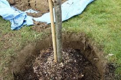 Duo Sang séché + corne broyée - Fertilisant complet pour fruitiers – Image 4
