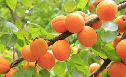 Duo Sang séché + corne broyée - Fertilisant complet pour fruitiers – Image 3