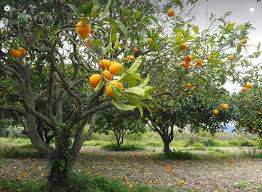 Duo Sang séché + corne broyée - Fertilisant complet pour fruitiers – Image 7