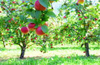 Duo Sang séché + corne broyée - Fertilisant complet pour fruitiers – Image 6