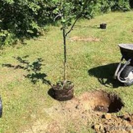 Duo Sang séché + corne broyée – Fertilisant complet pour fruitiers