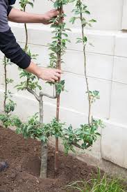 Duo Sang séché + corne broyée - Fertilisant complet pour fruitiers – Image 5
