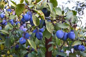 Duo Sang séché + corne broyée - Fertilisant complet pour fruitiers – Image 8