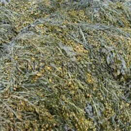 ASCOPHYLLUM NODOSUM – Biostimulant du sol
